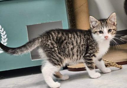 Angel, young, available for adoption