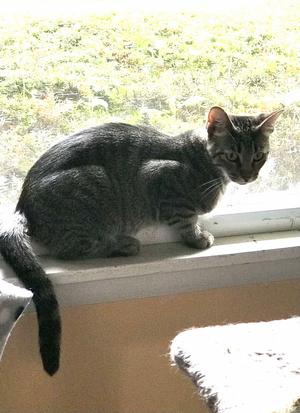Fae, adult, available for adoption