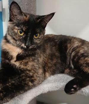Hula, adult, available for adoption