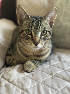A tabby cat lying on a quilted surface, looking directly at the camera.