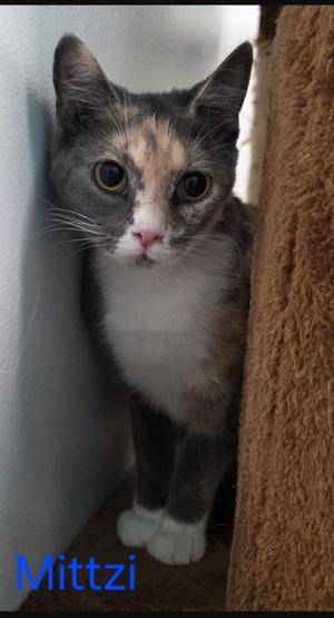 Mittzi special needs no hip bones, adult, available for adoption