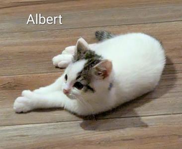 A white and gray cat named Albert lying on a wooden floor.
