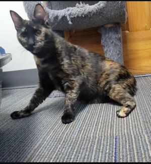 Berlioz-special needs CH, available for adoption