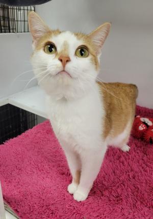 Honey, adult, available for adoption