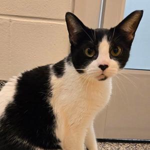 Cowgirl boots and Phoenix bonded special needs -CH, adult, available for adoption