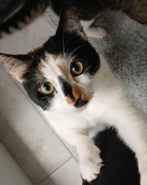 Leila, adult, available for adoption