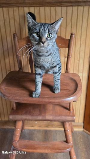 Dusty Rose, young, available for adoption