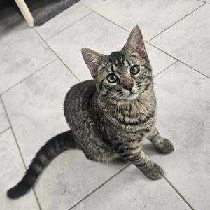 A tabby cat sitting on a tiled floor, looking up with wide eyes.