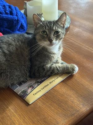 Daisy, adult, available for adoption