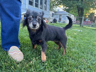 Louie, Chihuahua, adult, available for adoption