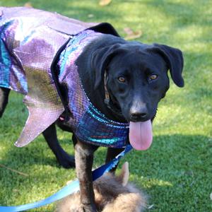 Briar, Mixed Breed (Medium), available for adoption