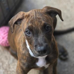 Animal, Terrier, Pit Bull, puppy, available for adoption