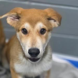 A close-up photograph of a tan and white puppy looking directly at the camera.