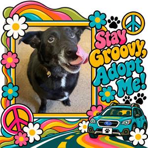 Diamond, Mixed Breed (Medium), senior, available for adoption