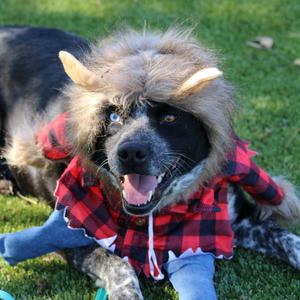 Buford, Mixed Breed (Medium), adult, available for adoption