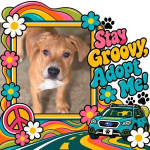 Catcher, Terrier, Pit Bull, puppy, available for adoption