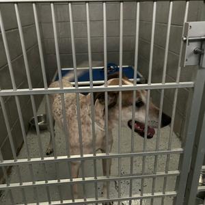 A dog with a speckled coat is inside a metal cage. The dog appears to be looking out through the bars, with its mouth slightly open. The cage has a blue object in the background, possibly a blanket or toy.