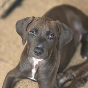 A close-up of a brown puppy with large, expressive eyes and floppy ears, lying on a textured surface.