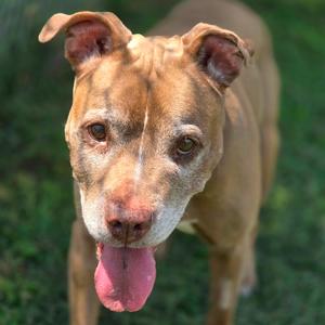 A brown pit bull dog with its tongue hanging out, looking at the camera.