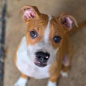 Tyson, Terrier, American Pit Bull, puppy, available for adoption