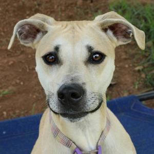 Auburn, Mixed Breed (Medium), young, available for adoption