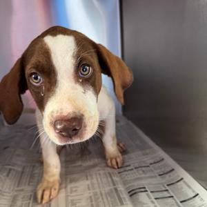 Myers, Mixed Breed (Medium), puppy, available for adoption