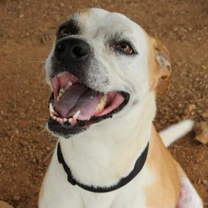 Star, Terrier, American Staffordshire, adult, available for adoption