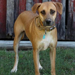 Bear, Mixed Breed (Large), adult, available for adoption