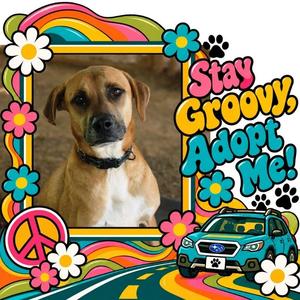 Bear, Mixed Breed (Large), adult, available for adoption