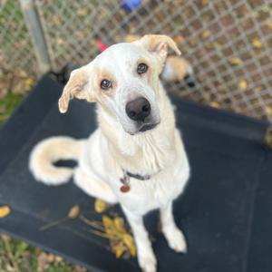 Gypsy, Pyrenees, Great, adult, available for adoption