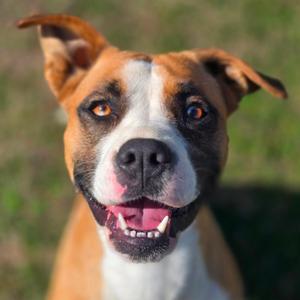 Dollie, Mixed Breed (Medium), young, available for adoption