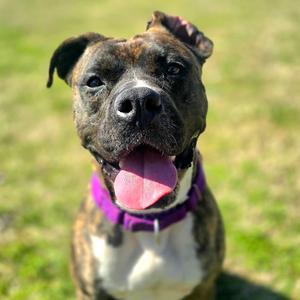 Princess Fiona, Mixed Breed (Medium), adult, available for adoption