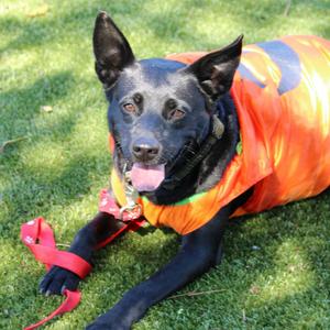 Dixie, Mixed Breed (Medium), available for adoption