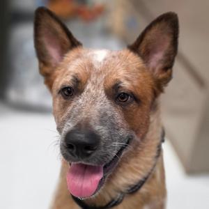 A close-up of a dog with a brown and black coat, perked ears, and a pink tongue sticking out. The dog is wearing a black collar and appears to be smiling.