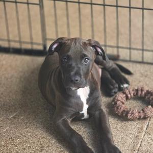 A black and white puppy lying on a carpeted floor, with a rope toy nearby and a wire crate in the background.