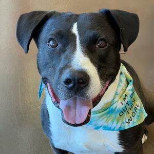 Rolan, Terrier, Pit Bull, adult, available for adoption