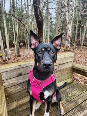 Freya, German Shepherd Dog/Pit Bull Terrier, adult, available for adoption