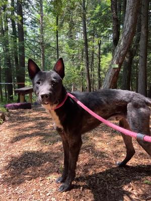 Timber, Shepherd/Labrador Retriever, adult, available for adoption