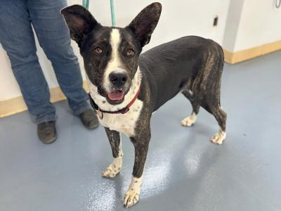 Maverick, Shepherd / Mixed Breed, young, available for adoption