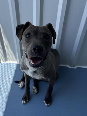 Rogue, Pit Bull Terrier / Mixed Breed, puppy, available for adoption