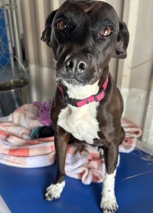 MJ, Boxer / Mixed Breed, adult, available for adoption