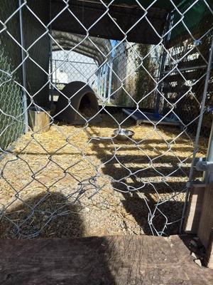 Martha, Cattle Dog / Jack Russell Terrier, puppy, available for adoption