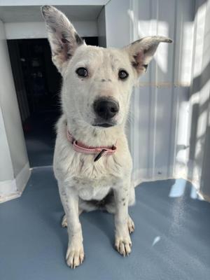 Frost, Shepherd, puppy, available for adoption