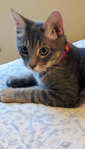Dillybar, kitten, available for adoption