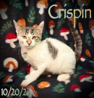 Crispin, young, available for adoption
