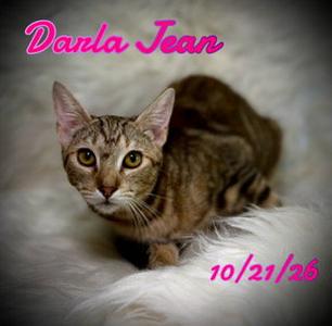 Darla Jean, young, available for adoption