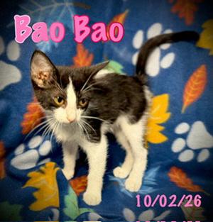 Bao Bao, kitten, available for adoption