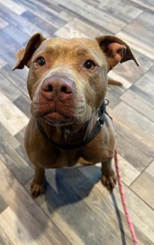 Brandy, Mixed Breed, adult, available for adoption