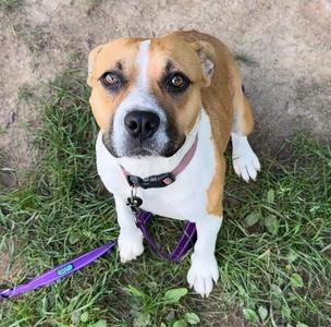 Sneaky, Mixed Breed, adult, available for adoption