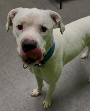 Chance, Mixed Breed, adult, available for adoption